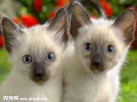 深圳赛恩普电子新材料应用有限公司